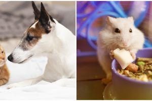 Cara menjaga hewan peliharaan saat pandemi virus corona