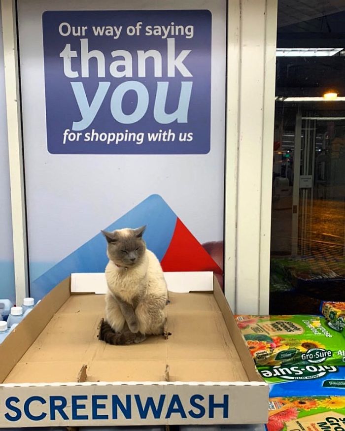 10 Aksi kucing ketika jadi penjaga toko ini bikin senyum