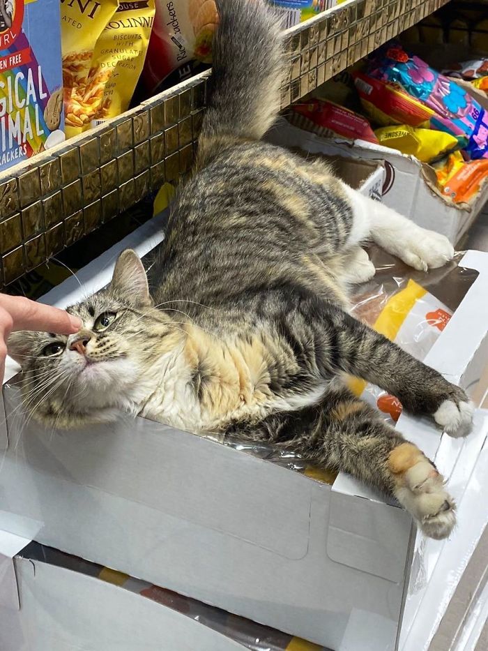 10 Aksi kucing ketika jadi penjaga toko ini bikin senyum