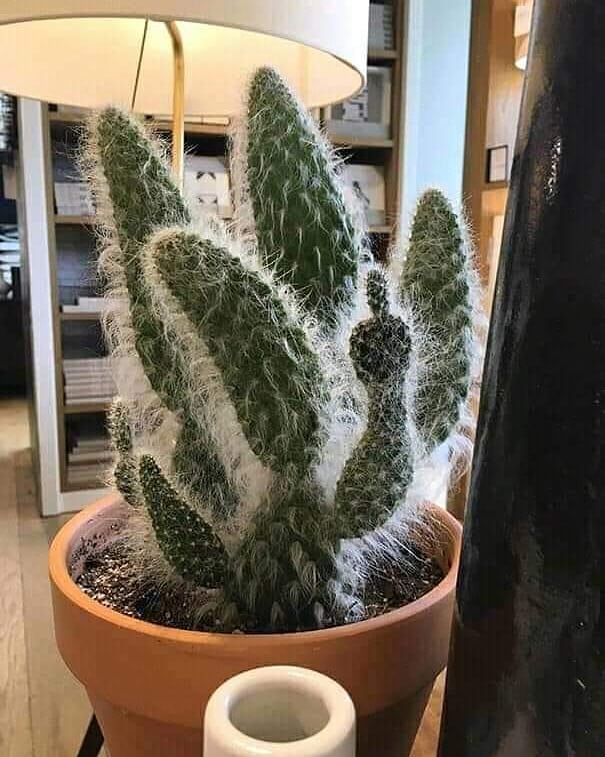 10 Penampakan nyeleneh tanaman ini bikin mikir kemana-mana