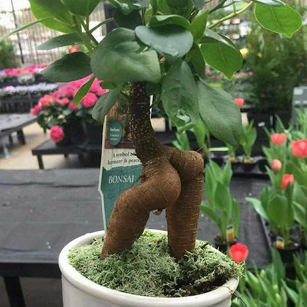 10 Penampakan nyeleneh tanaman ini bikin mikir kemana-mana