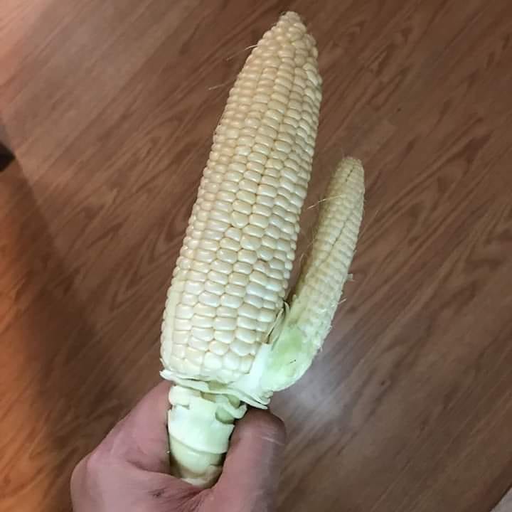 10 Penampakan nyeleneh tanaman ini bikin mikir kemana-mana