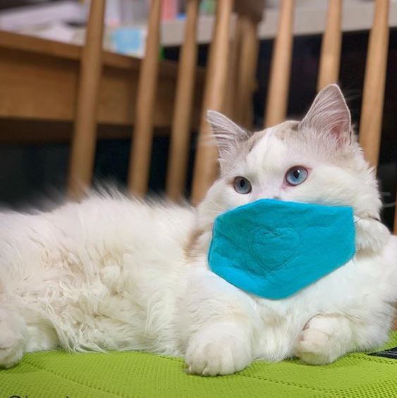10 Penampakan kucing pakai masker ini bikin gemas 