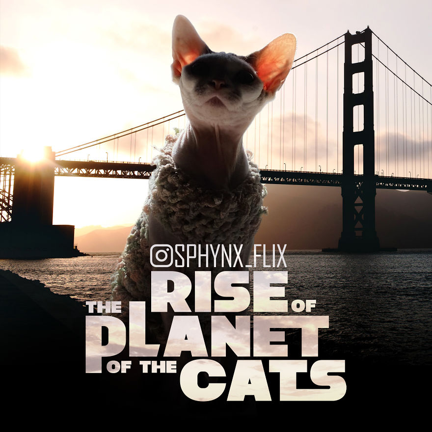 10 Parodi poster film Hollywood oleh kucing, hasilnya kocak abis