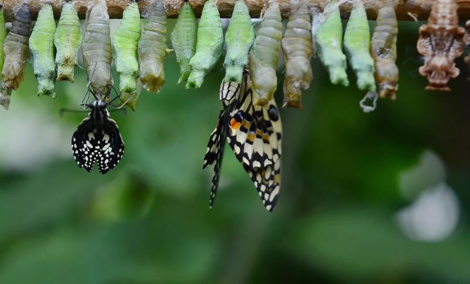 Metamorfosis kupu-kupu, penjelasan, jenis, tahapan, dan gambarnya