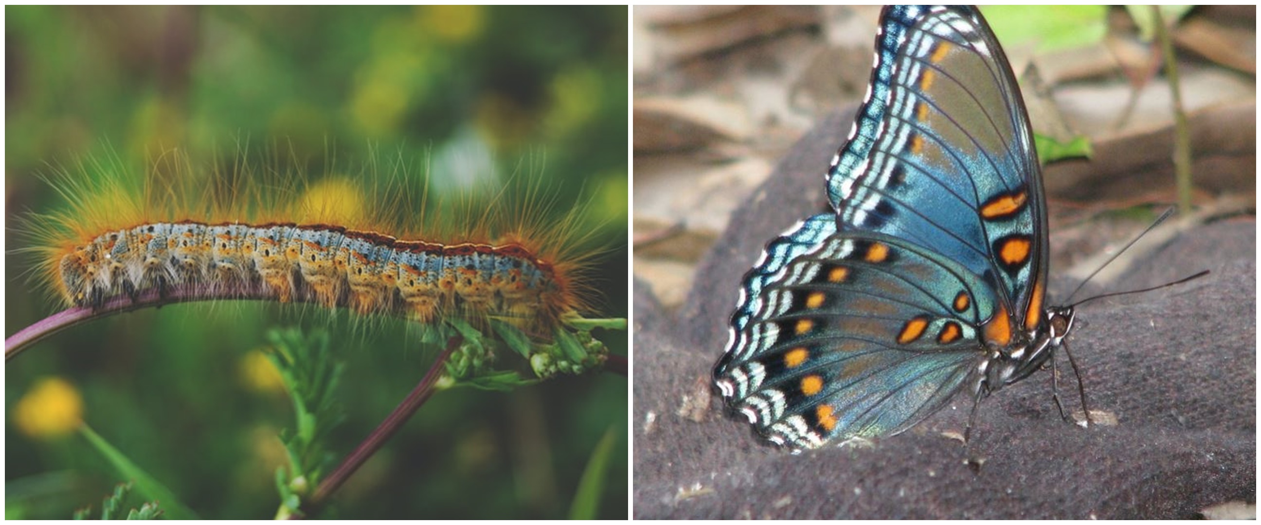 Metamorfosis kupu-kupu, penjelasan, jenis, tahapan, dan gambarnya
