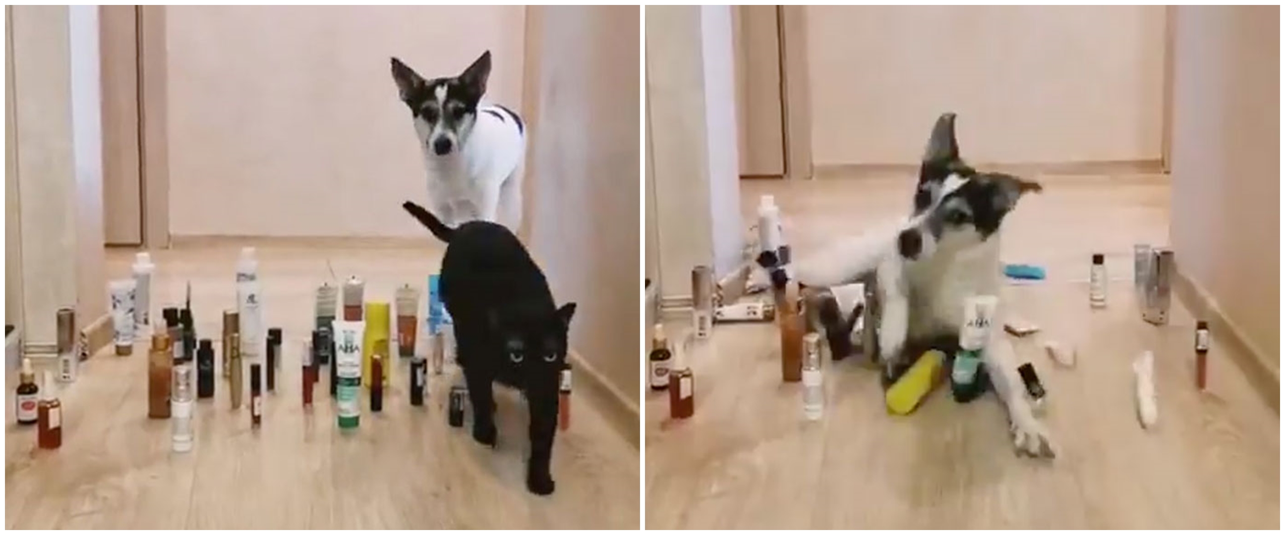 10 Potret kucing ternyata bisa jadi mata-mata ini kocak