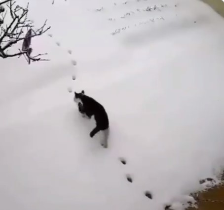 10 Potret kucing ternyata bisa jadi mata-mata ini kocak