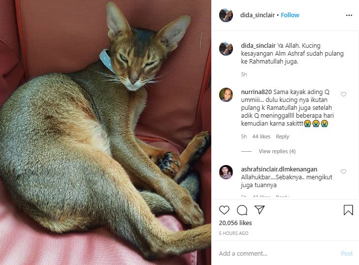 Ungkapan sedih BCL, kucing kesayangan mendiang Ashraf mati