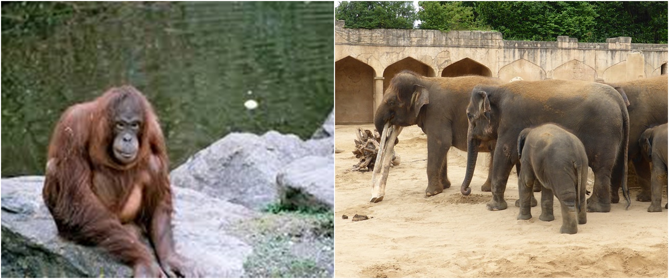 Ogah terpuruk akibat corona, kebun binatang ini tawarkan tur virtual