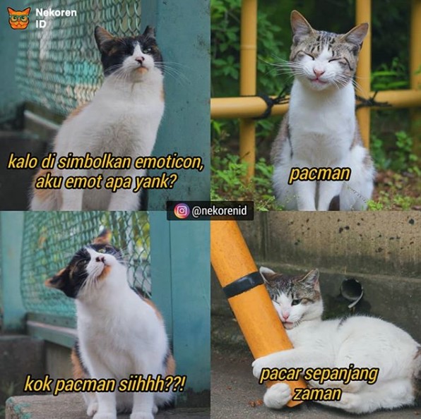 10 Meme kucing sedang jatuh cinta, romantis banget