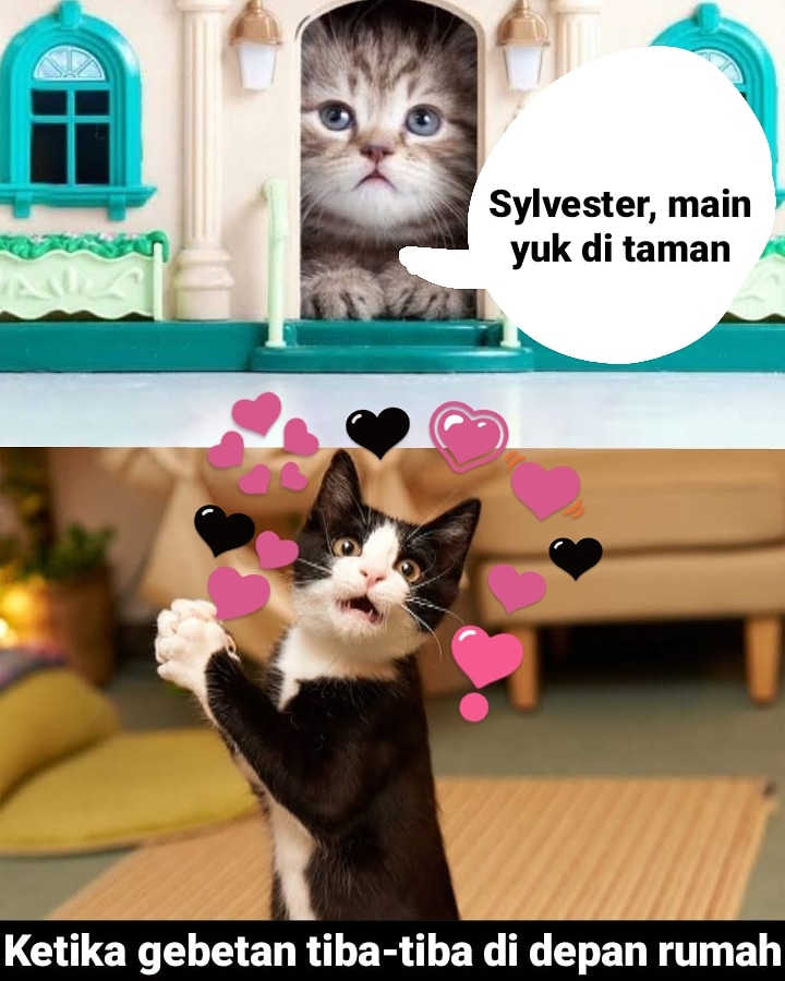 10 Meme kucing sedang jatuh cinta, romantis banget