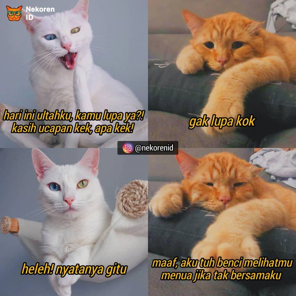 10 Meme Gombalan Kucing Oren Ini Bikin Gebetan Tersipu Malu