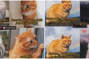  10 Meme gombalan kucing oren ini bikin gebetan tersipu malu