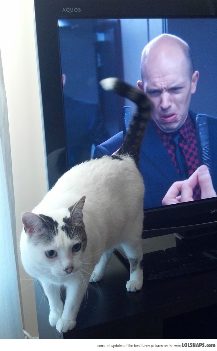 10 Momen pas kucing di depan TV ini kocak, bikin tepuk jidat