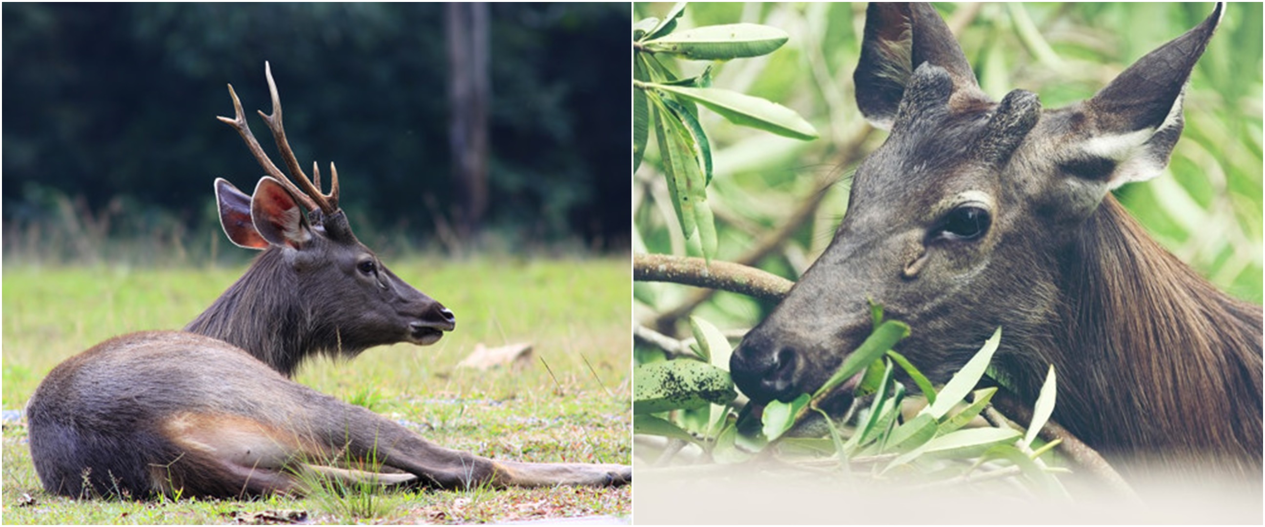 Kebun binatang di Bandung bakal potong rusa untuk makanan macan