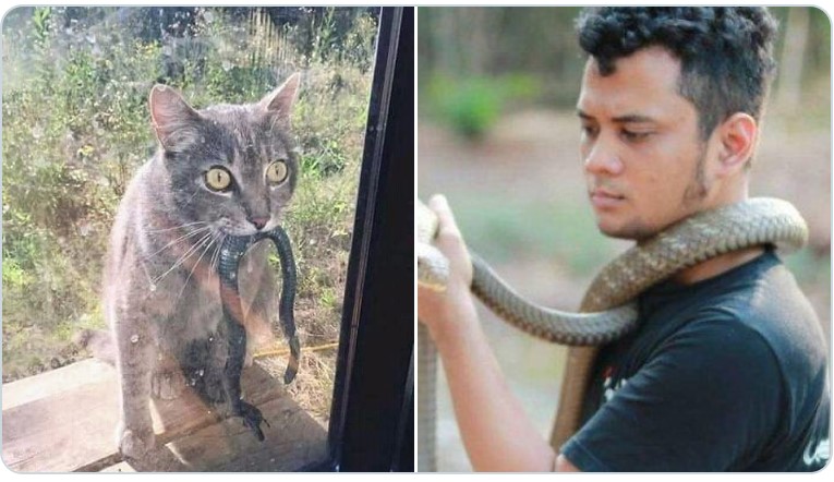 10 Cocoklogi tingkah seleb dengan kucing ini usilnya kebangetan
