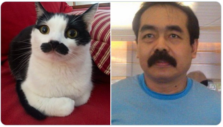 10 Cocoklogi tingkah seleb dengan kucing ini usilnya kebangetan