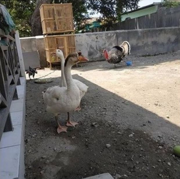 9 Potret rumah Kekeyi di Nganjuk, halamannya jadi sorotan