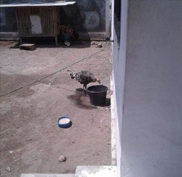 9 Potret rumah Kekeyi di Nganjuk, halamannya jadi sorotan