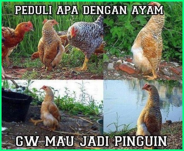 10 Meme lucu ayam ini bikin ketawa kesel
