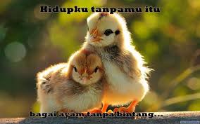 10 Meme lucu ayam ini bikin ketawa kesel