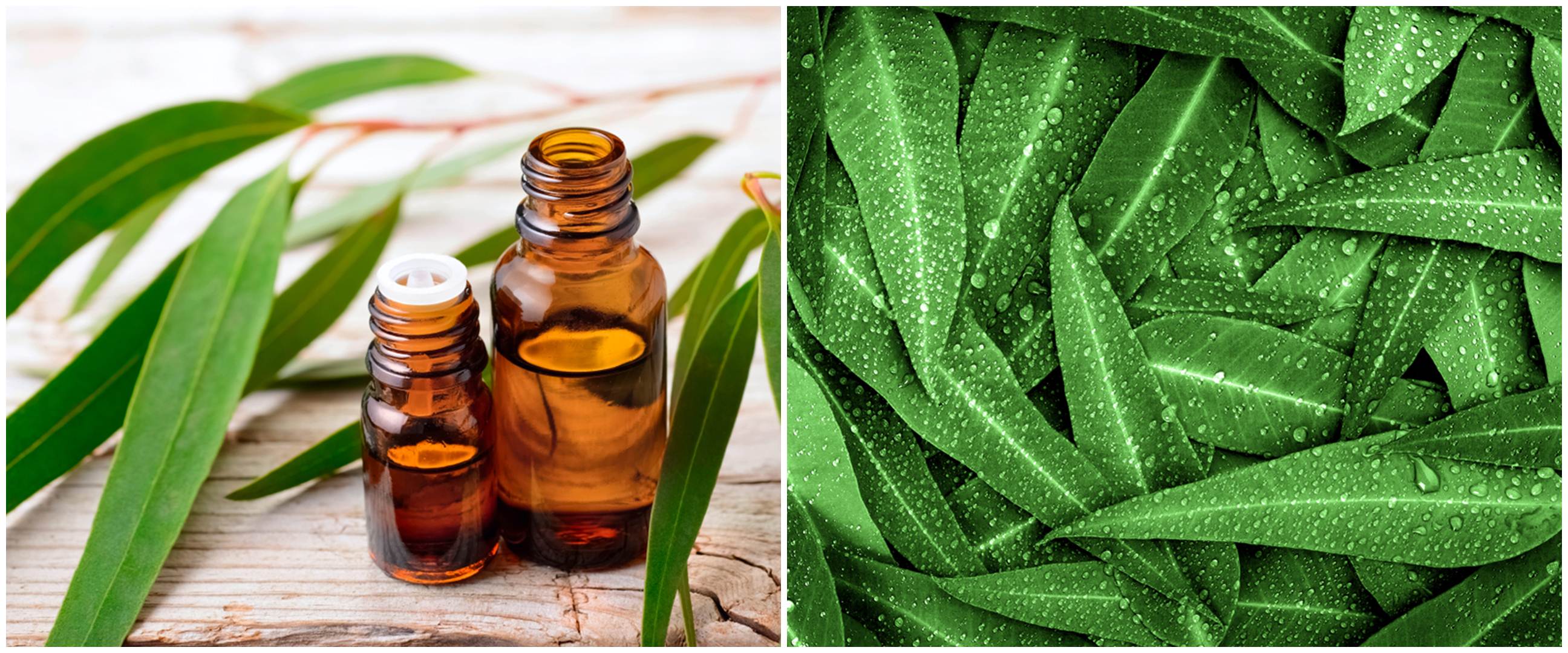 4 Fakta potensi eucalyptus jadi antivirus corona, bisa bunuh H5N1