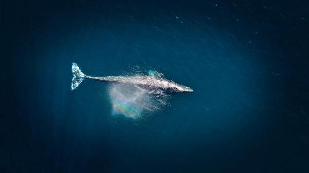 Kisah Nabi Yunus selamat meski ditelan ikan paus