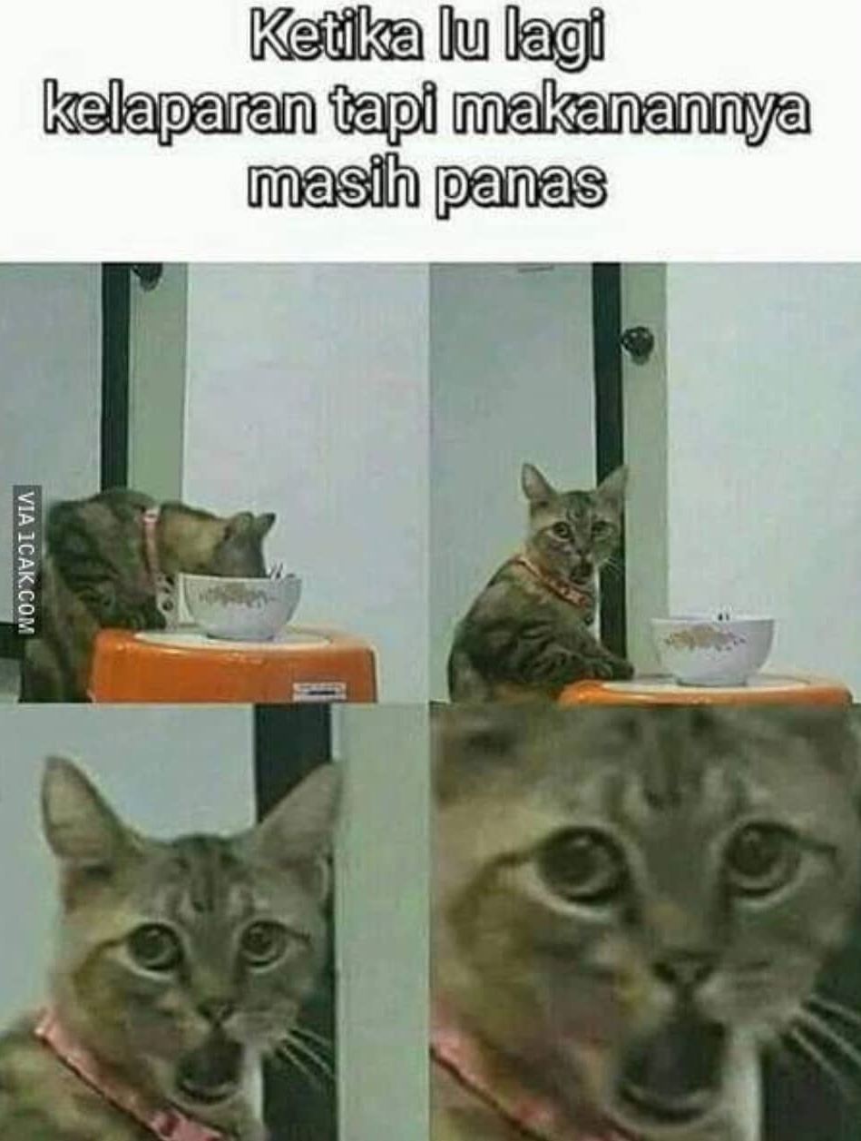 Meme gambar kucing 10 Meme