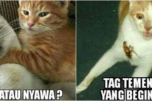 10 Meme lucu kucing lagi sial ini bikin pengen ketawa tapi kasian