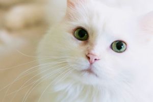 Kisah kucing peliharaan Nabi Muhammad dan keistimewaannya dalam Islam