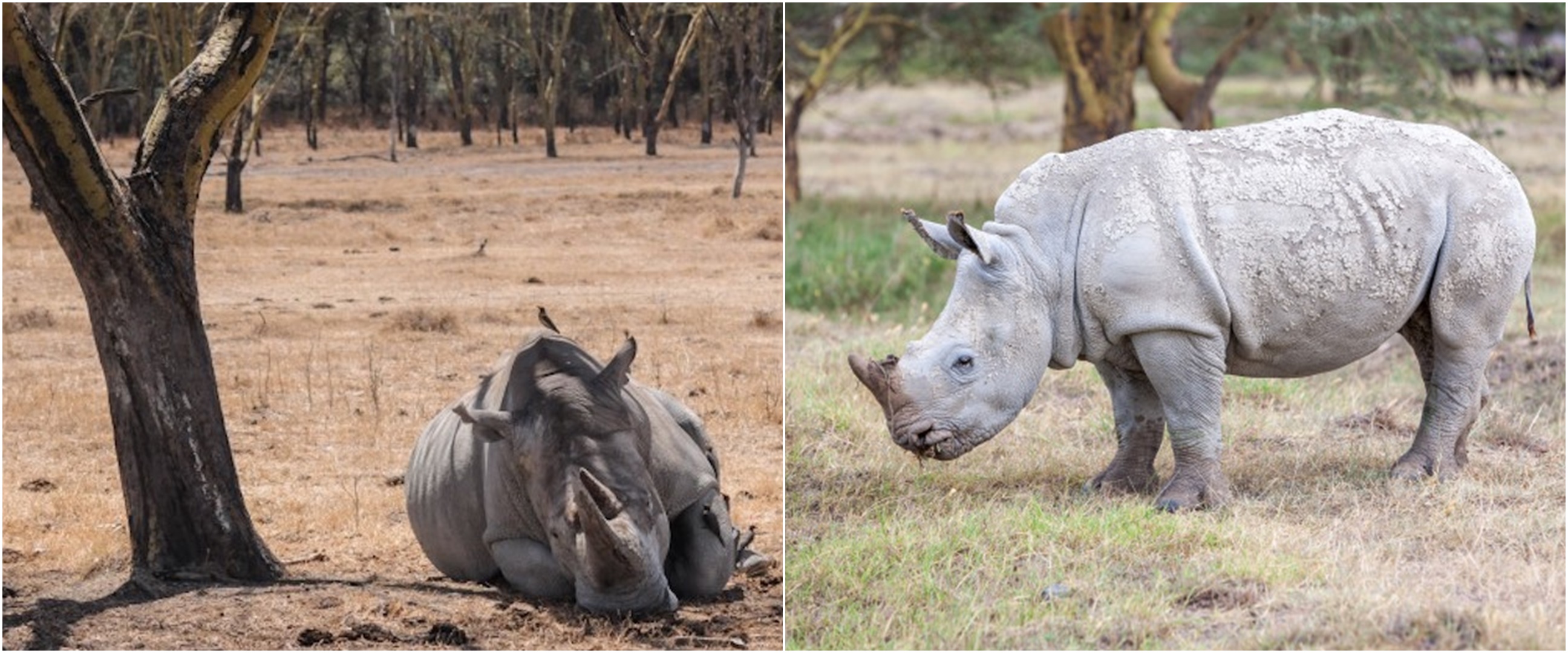 Pandemi corona picu peningkatan perburuan satwa liar