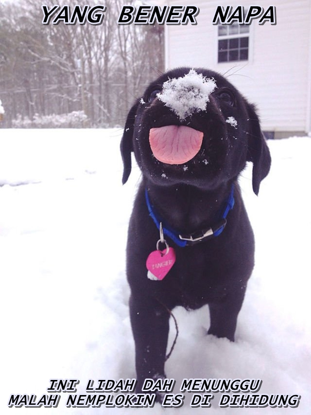 10 Meme anjing lagi sial, kasihan tapi lucu