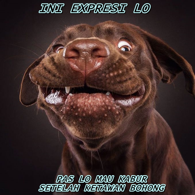 10 Meme anjing lagi sial, kasihan tapi lucu