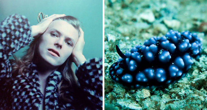 15 Potret David Bowie mirip siput laut, gayanya ikonik