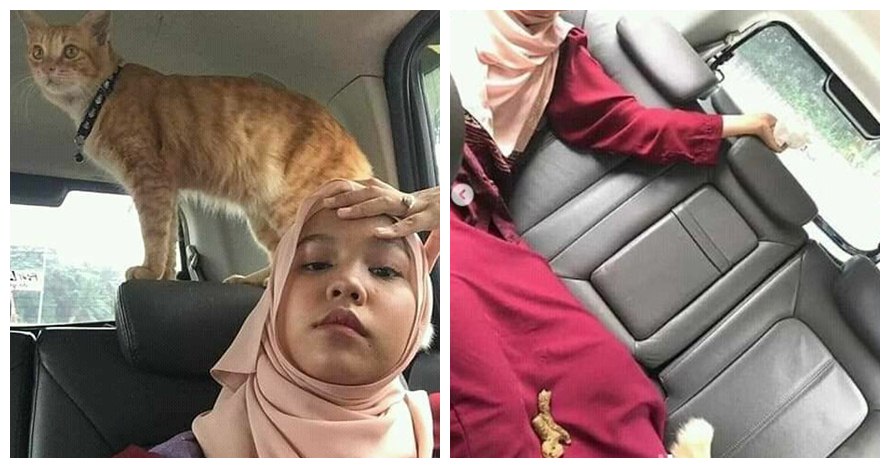 10 Momen apes gara-gara kucing ini bikin geli-geli jengkel