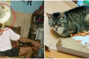 10 Momen apes gara-gara kucing ini bikin geli-geli jengkel