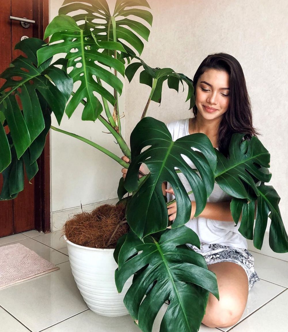 7 Aktivitas Angela Gilsha saat pandemi corona, hobi bercocok tanam