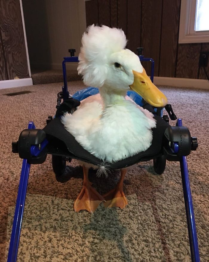 10 Potret bebek jika punya bulu seperti wig, unik