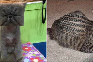 10 Potret gagal cukur bulu kucing ini bikin susah nahan tawa