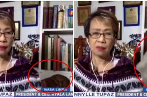 Viral video dua ekor kucing berkelahi saat jurnalis live TV