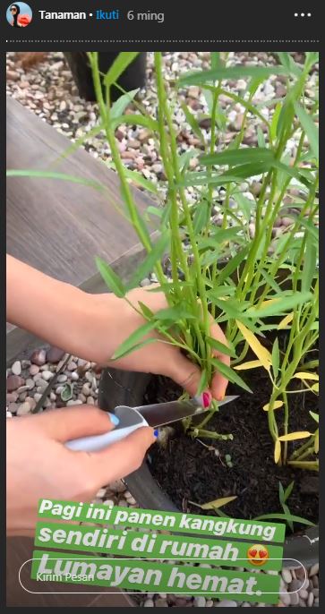Berkebun di rumah, ini momen seru 6 seleb panen buah atau sayur