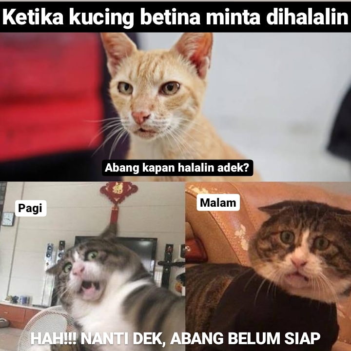 10 Meme kucing pengin dihalalin, lucu menggelitik
