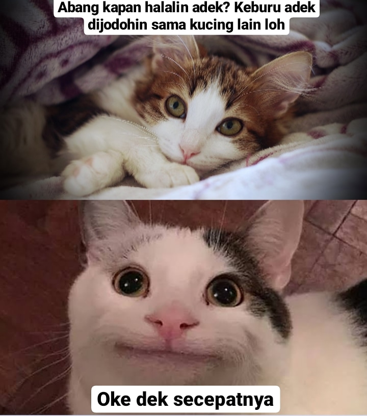 10 Meme kucing pengin dihalalin, lucu menggelitik