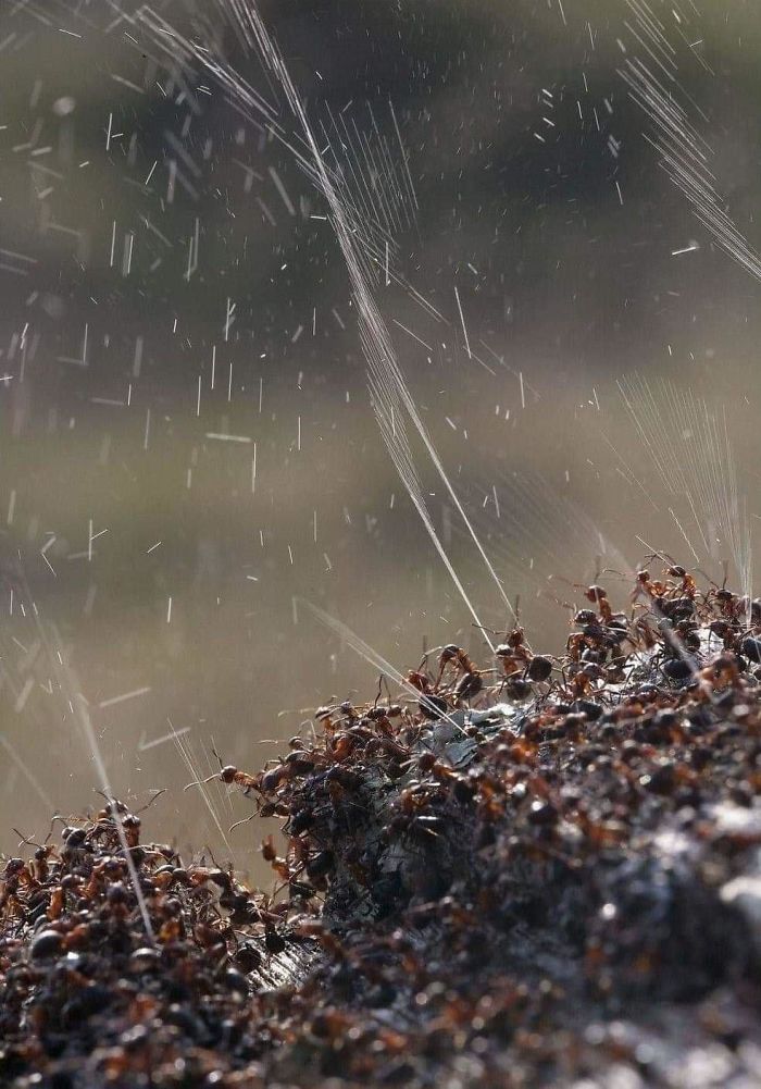 6 Penampakan serangga ini bikin kamu bergidik ngeri