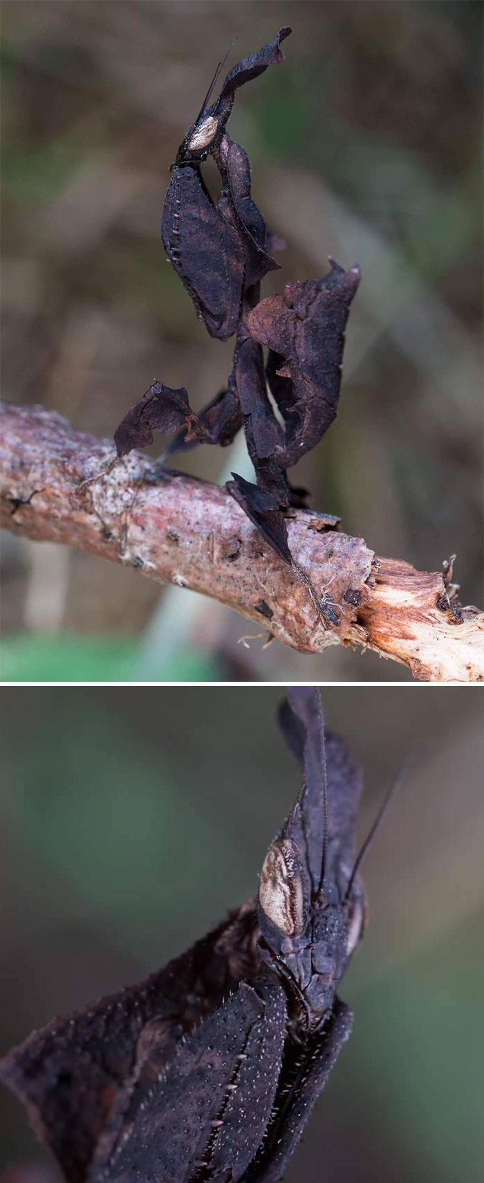 6 Penampakan serangga ini bikin kamu bergidik ngeri