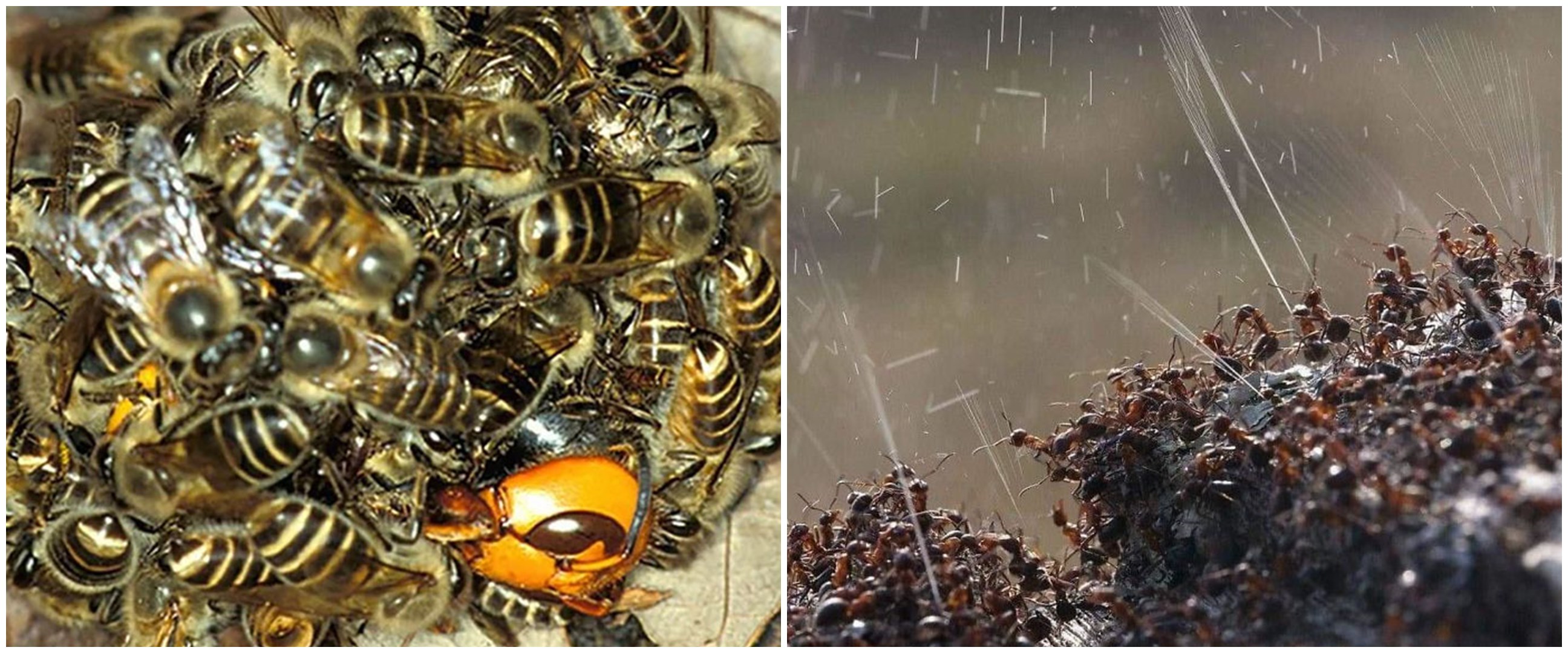 6 Penampakan serangga ini bikin kamu bergidik ngeri