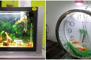 10 Barang bekas dikreasikan jadi akuarium, hasilnya luar biasa