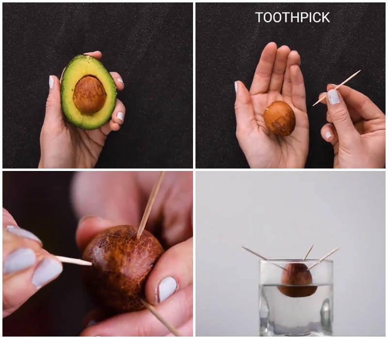 Life hack menanam benih 7 tanaman buah, tak perlu lahan luas