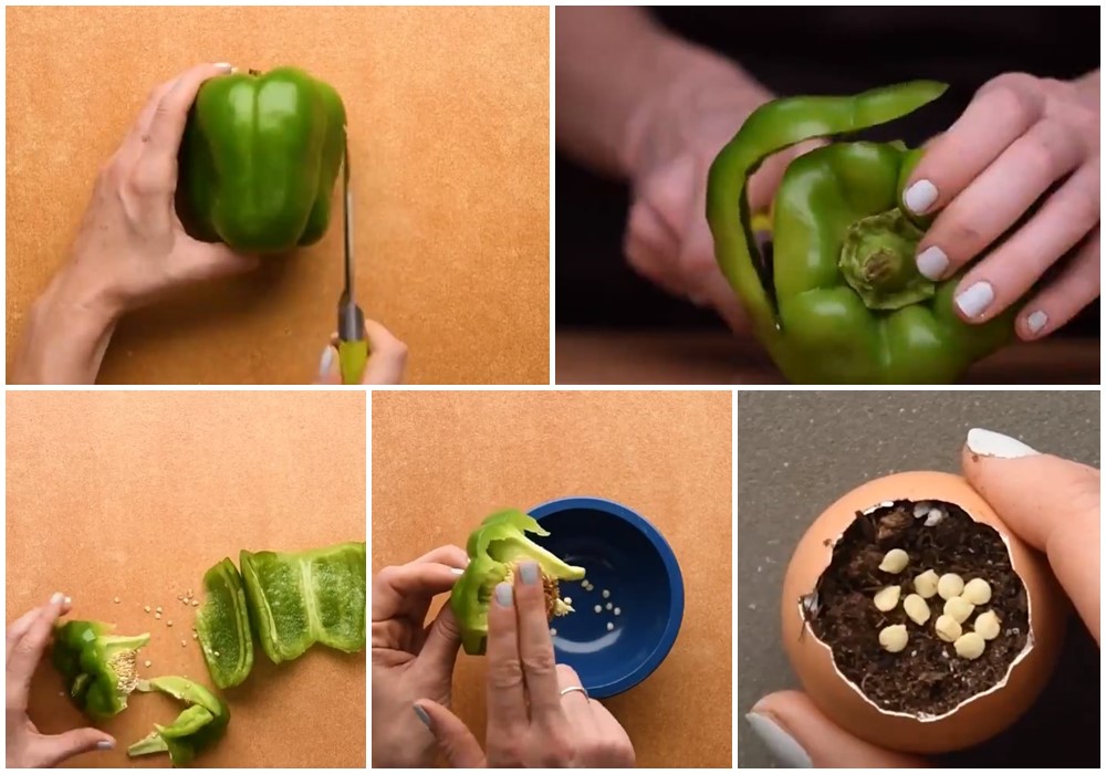 Life hack menanam benih 7 tanaman buah, tak perlu lahan luas